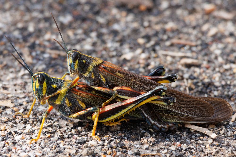 Large Painted Locusts (Schistocerca melanocera)