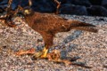 Galpagos hawk (Buteo galapagoensis)