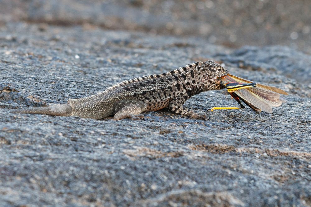 Lava Lizard with Large Painted Locust
