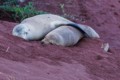 Galpagos sea lions (Zalophus wollebaeki)