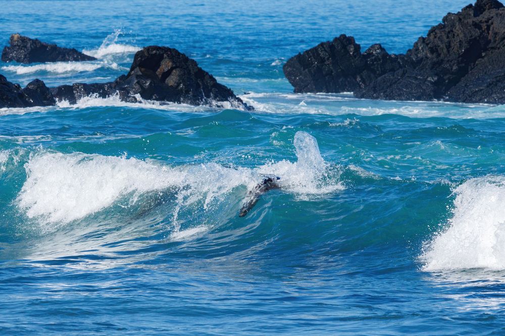 Surfing sealions