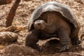 Galapagos Tortoise (Chelonoidis niger)