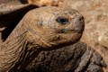 Galapagos Tortoise (Chelonoidis niger) - head