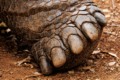 Galapagos Tortoise (Chelonoidis niger) - foot