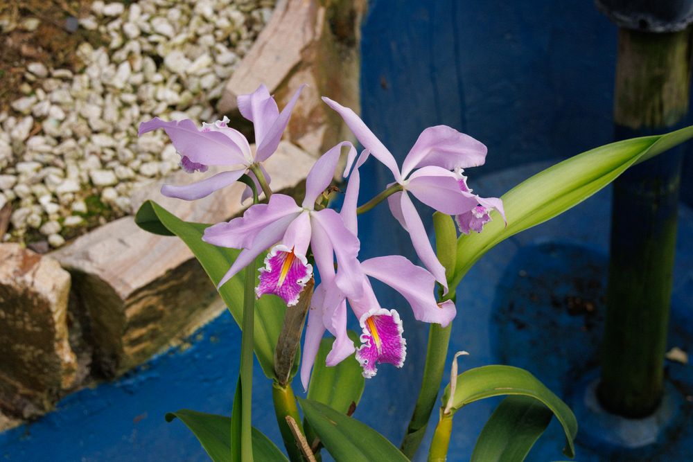 Ecuagenera Orchids