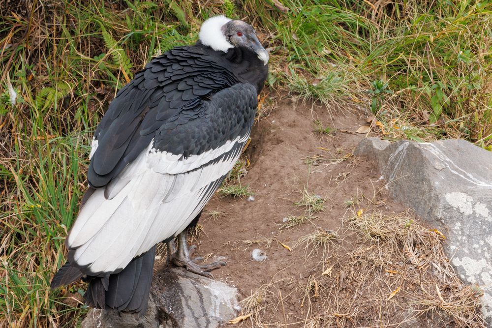 Eco zoolgico San Martin - Andean Condor