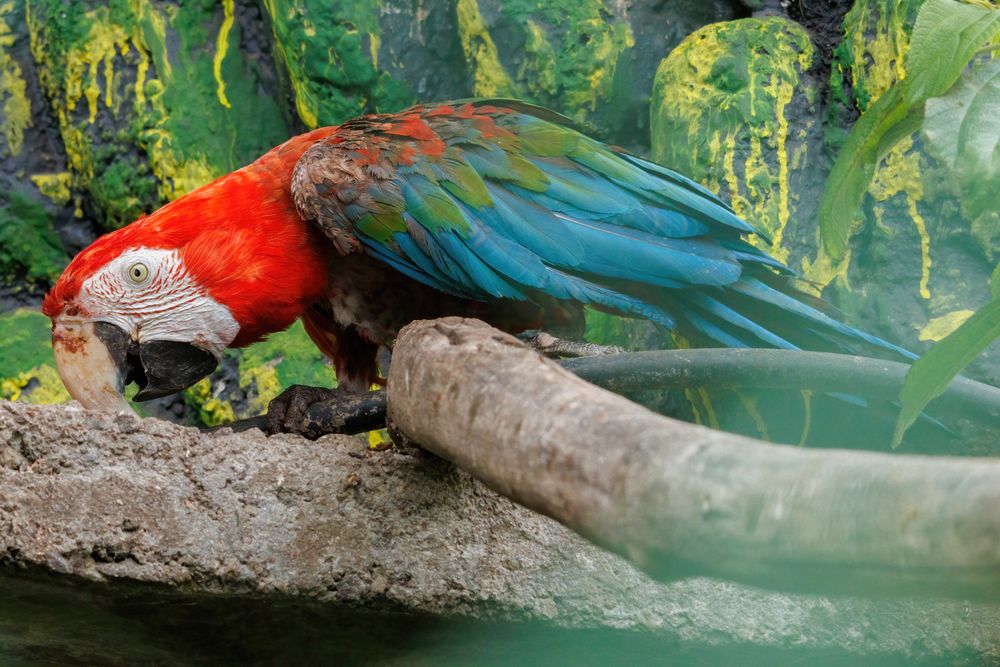 Eco zoolgico San Mart - parrot