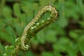 Western sword fern (Polystichum munitum) 