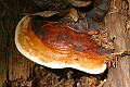 Fungus - Butano State Park
