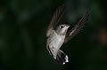 Hummingbird - October 30, 2002