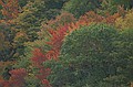 Alleghenies Fall Color, Oct. 19, 2002