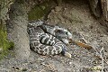 Western rattlesnake (Crotalus viridis)