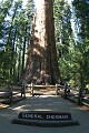 General Sherman Tree - Sequoia NP