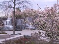 Cherry blossoms and the F.D.R. Memorial
