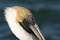 Pelicans, Port Canaveral - February 2003