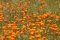 Poppies - March 29, 2003