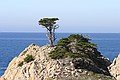Monterey Cypress, Point Lobos State Reserve