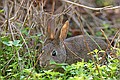 Rabbit, Point Lobos State Reserve