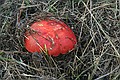 Mushroom, Point Lobos State Reserve