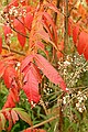 Fall Color, South Randolph, Vermont