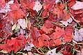 Leaves, Moretown, Vermont