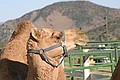 Camel, Virginia City