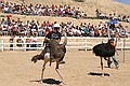 Ostrich Racing, Virginia City Camel Races