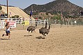 Emu Racing, Virginia City Camel Races