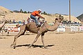 Virginia City Camel Races - September 11, 2004