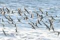 Sanderlings in flight (Calidris alba)