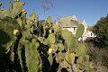 Cactus and farmhouse at Wilder Ranch