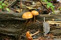 Mushrooms, Big Basin State Park