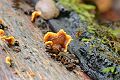 Fungus, Big Basin State Park