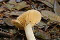 Mushroom, Big Basin State Park