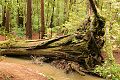 Fallen redwood (Sequoia semperviren)