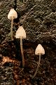 Mushrooms, Big Basin State Park