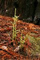 Redwood sprouts (Sequoia semperviren)