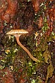 Tiny mushroom on tree