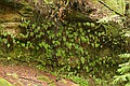 Five-Finger Ferns at Sempervirens Falls