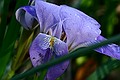 Hakone Gardens iris