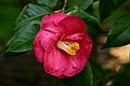 Hakone Gardens camellia