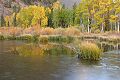 Beaver pond reflection - Lundy Canyon
