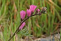 Checkerbloom (Sidalcea malveflora) 