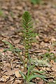 Horsetail (Equisteraceae)