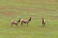 Tule elk (Cervus elaphus nannodes)