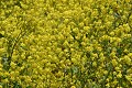 Field Mustard (Brassica rapa)