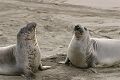 Male seals ready to spar