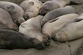 Sleeping seals
