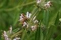 Insect on White sage (Salvia mellifera)