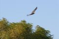 Red-tailed Hawk (Buteo jamaicensis), San Luis NWR